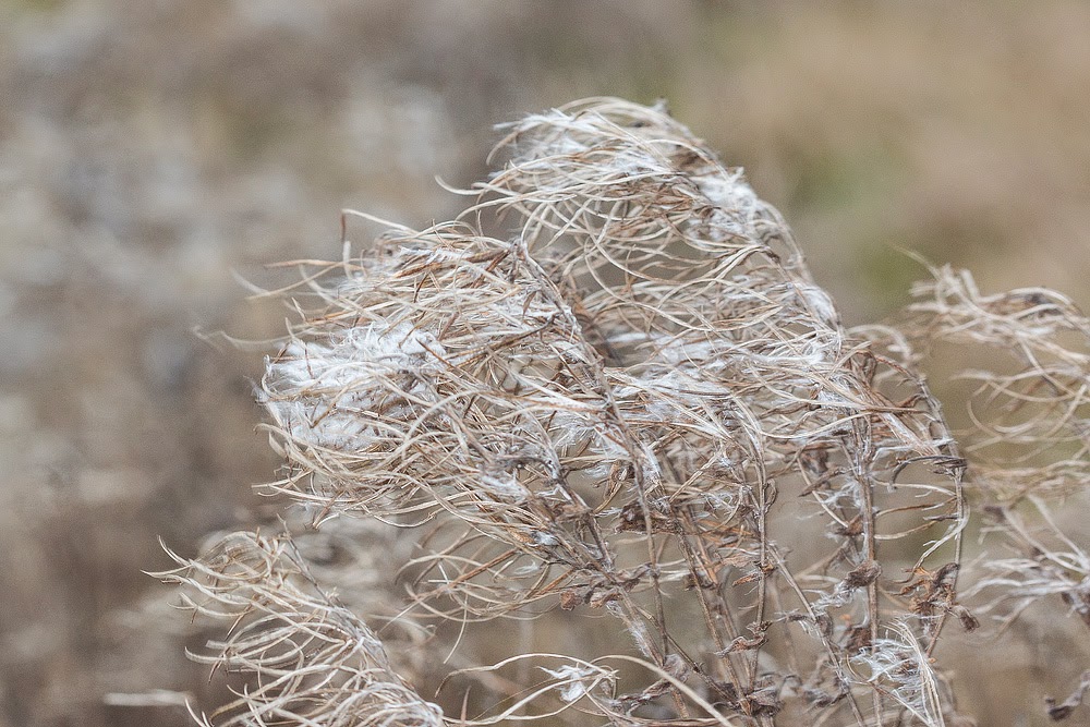 Windy Weeds - Manor Farm, Milton Keynes