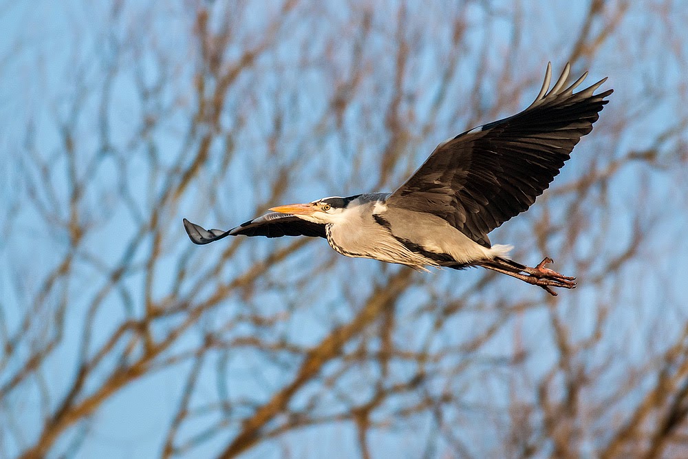 Grey Heron in Flight along the River Ouse, Milton Keynes