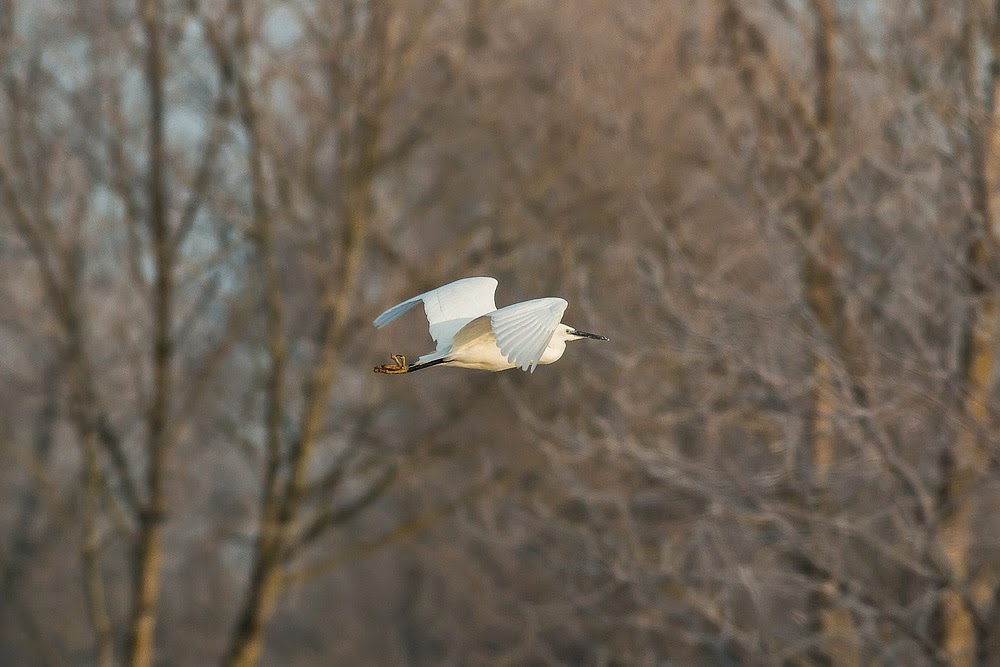Little Egret in flight, catching the suns golden glow, Milton Keynes