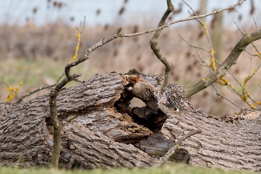 Little Owl sat on dead tree trunk - Manor Farm, Milton Keynes