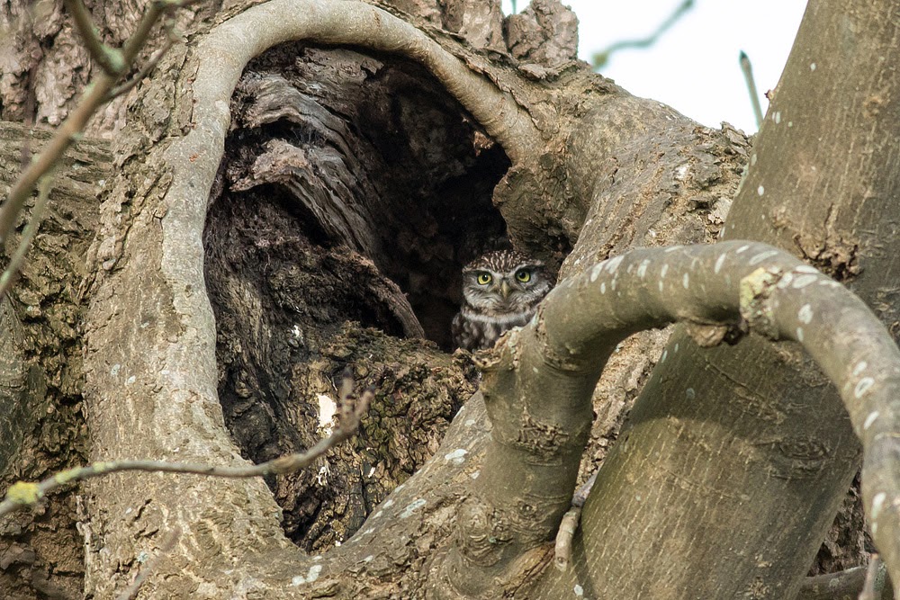 Little Owl in the tree hole - Manor Farm, Milton Keynes
