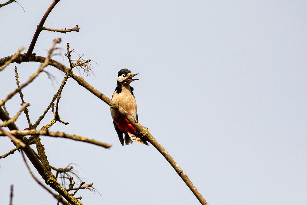 Great-Spotted Woodpecker - Cosgrove