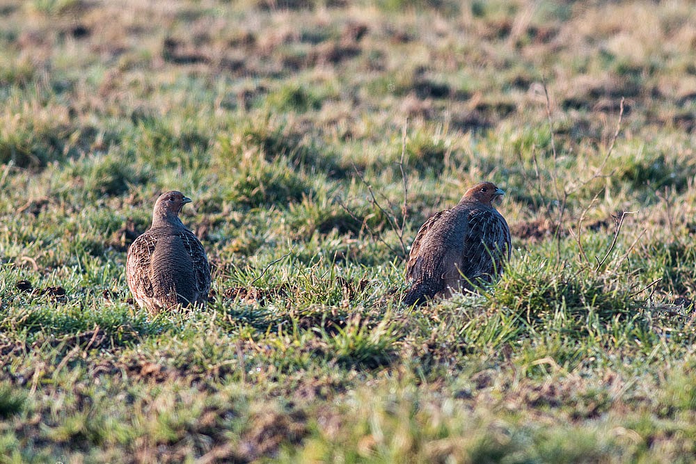 A Pair of Grey Partridge