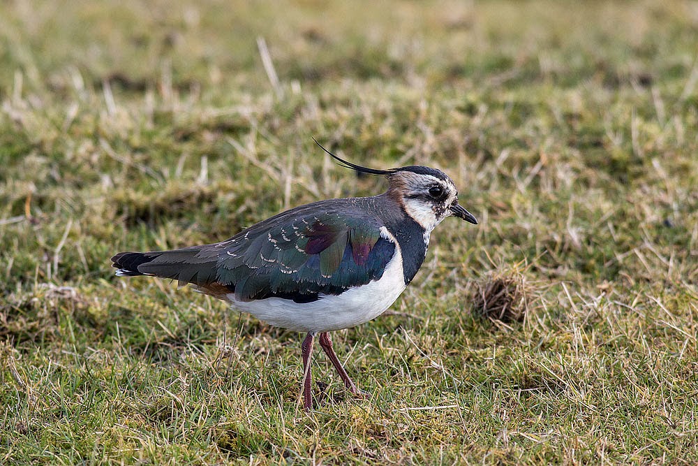 Lapwing (Green Plover)
