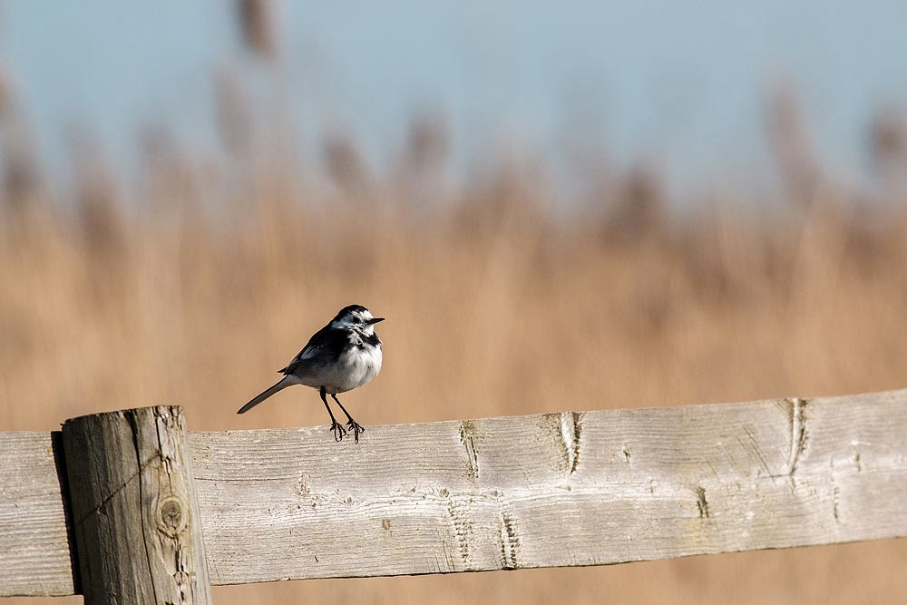 Pied Wagtail on a Fence