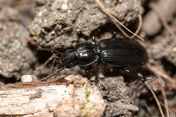 Unknown Beetle - Stony Stratford nature reserve
