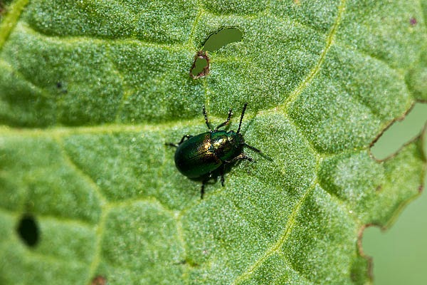 A beetle