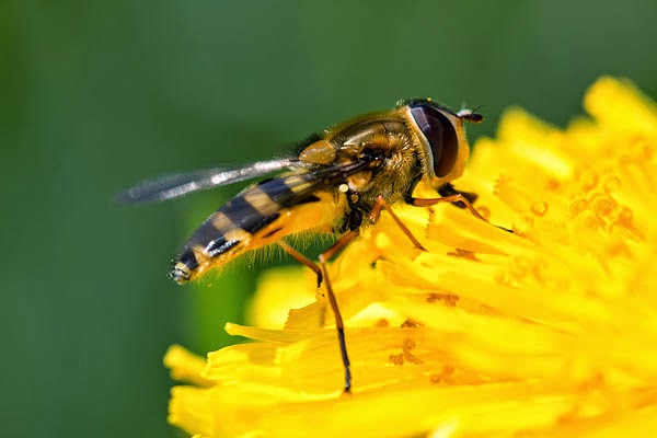 Another Hoverfly