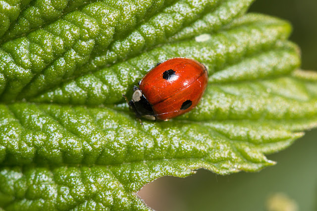2 Spot Ladybird
