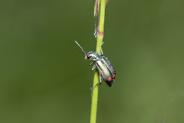 Bombardier beetle (I think)