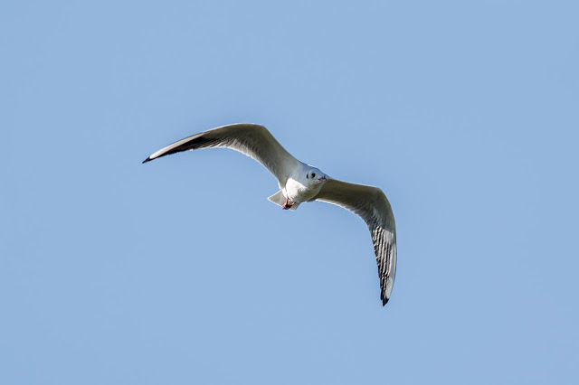 Black-headed gull in flight