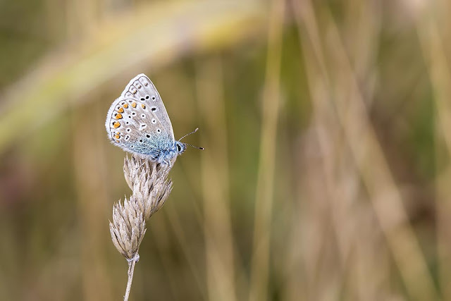 Male Common blue