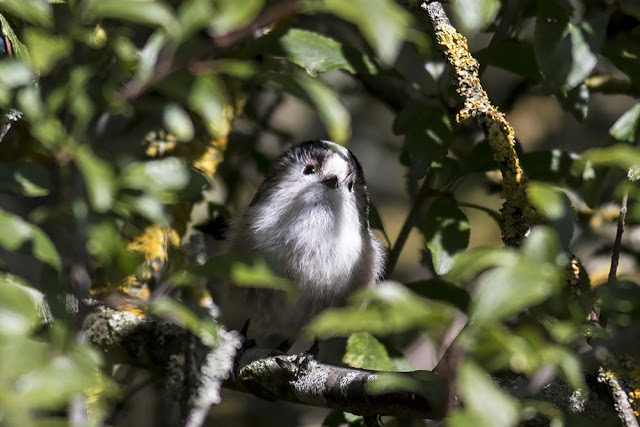 Long-tailed tit in all its cuteness
