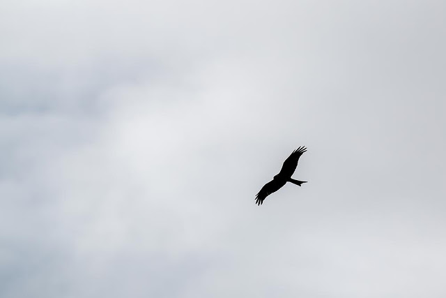Red Kite Silhouette - Old Wolverton, Milton Keynes
