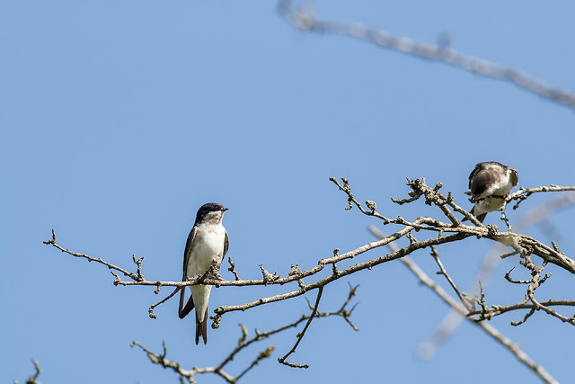 Adult and Young House Martin