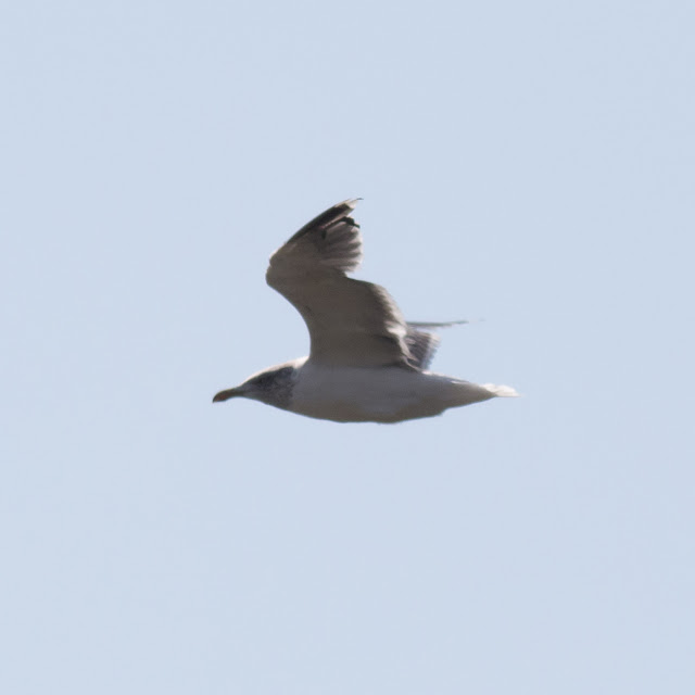 Unedited photo of hooded lesser black backed gull (highly cropped)