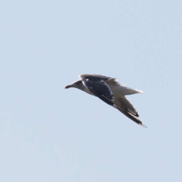 Unedited photo of hooded lesser black backed gull (highly cropped)