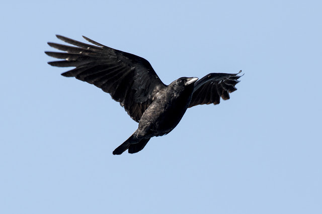 Carrion Crow in flight