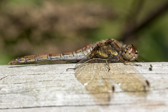Common Darter resting on a post