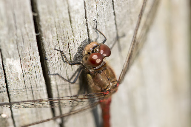 A close up of a Common Darters face