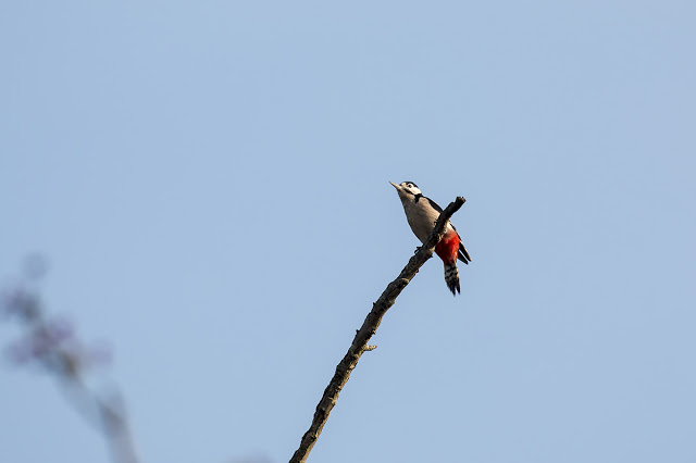 The same woodpecker perched