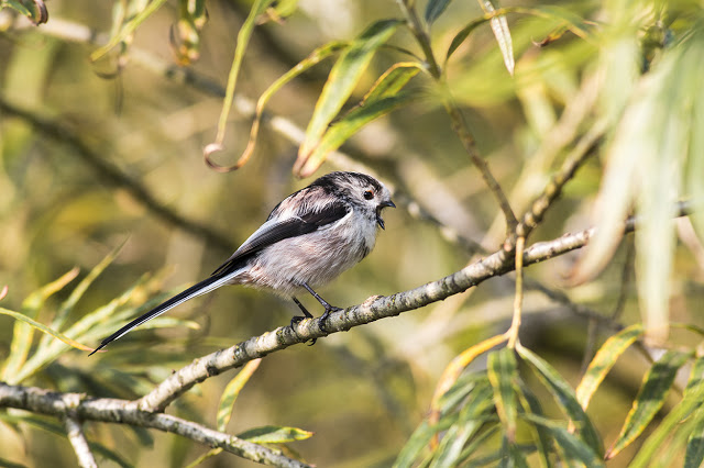 Long-tailed Tit calling to the rest of the party