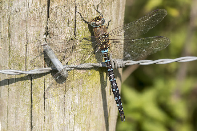 Migrant Hawker - Last of the Dragons? 