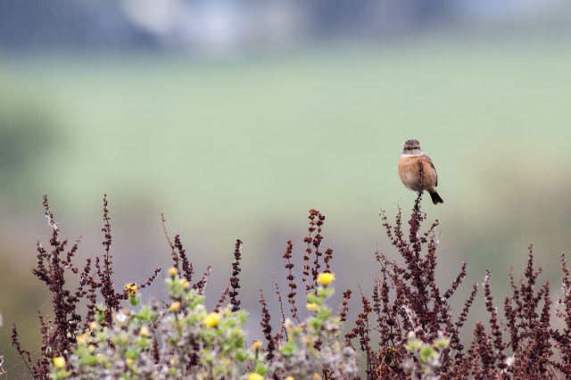 A Morning with Stonechats