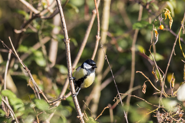 Great tit (same as above) front on.