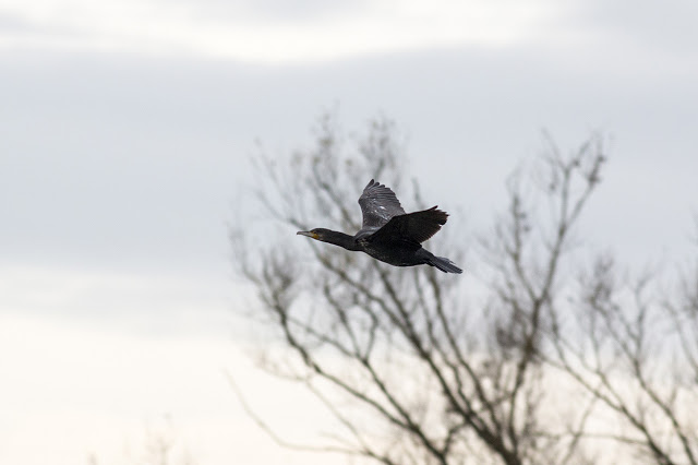 Cormorant in Flight over the patch