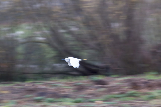 Little Egret moving at speed