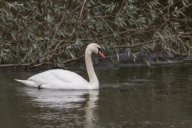 Split Personality - Mute Swan on the River Ouse