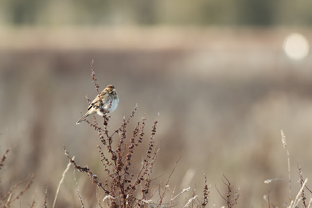 Female Reed Bunting in a Golden Light