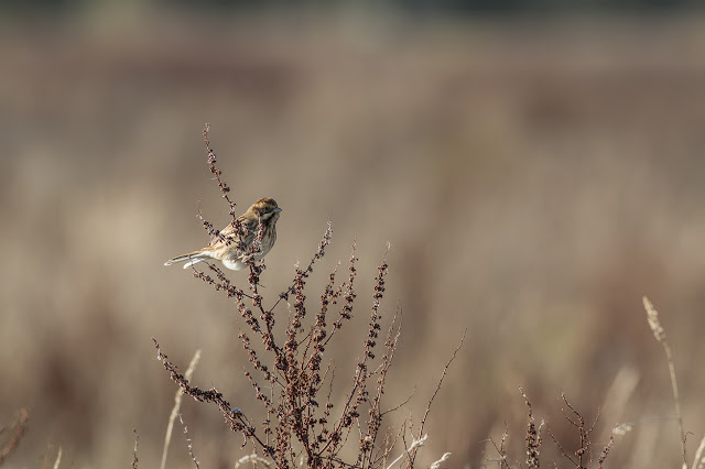 Female Reed Bunting in a Golden Light