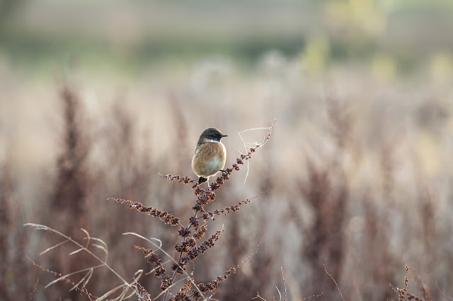 Male Stonechat at Manor Farm