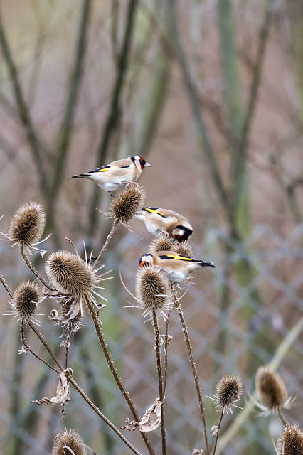 Part of the small charm of Goldfinch