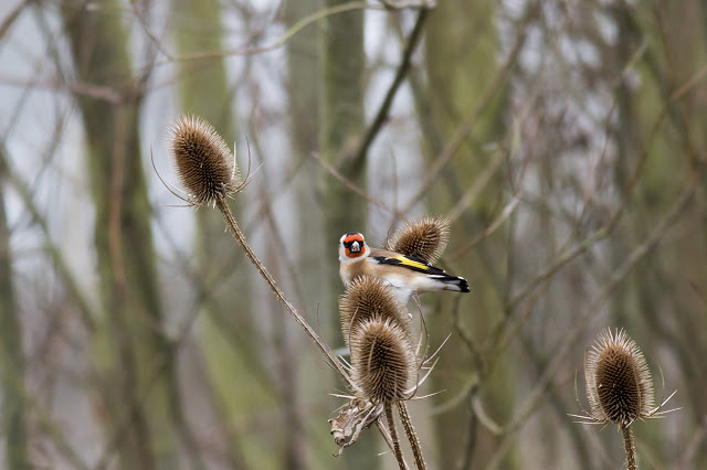 Goldfinch looking down the lens (very unprofessional)