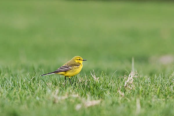 Yellow Wagtail wandering the cattle fields