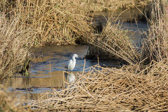 Little Egret hunting along the River Ouse, Milton Keynes