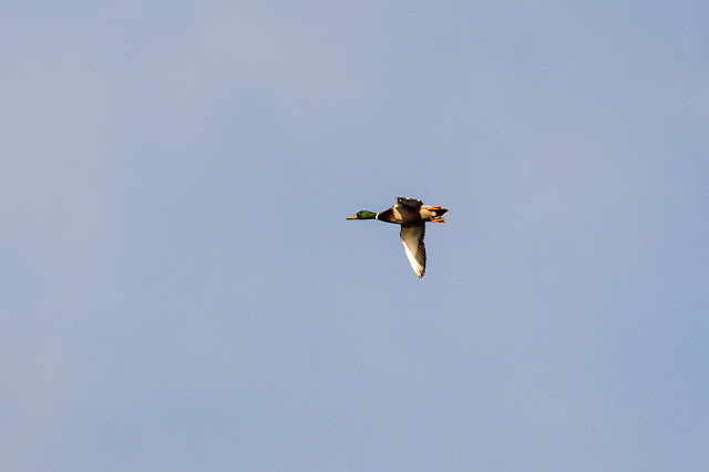 Male mallard in flight