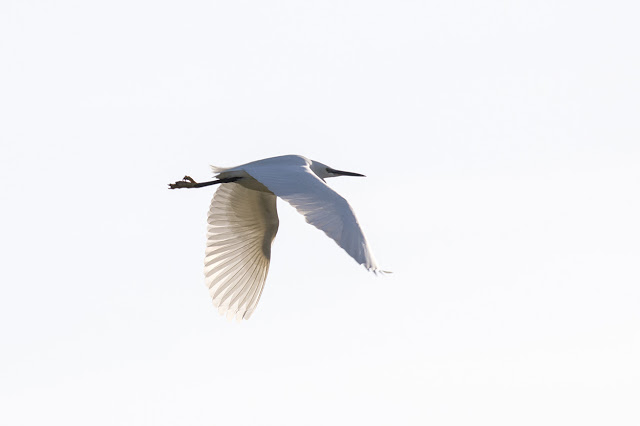 Little Egret in Flight over fields