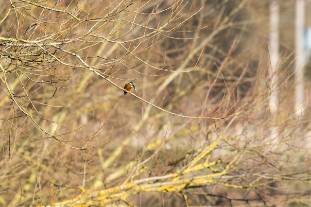 A very poor kingfisher photo