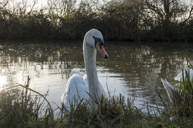 Mute Swan, backlit at the edge of the Grand Union Canal