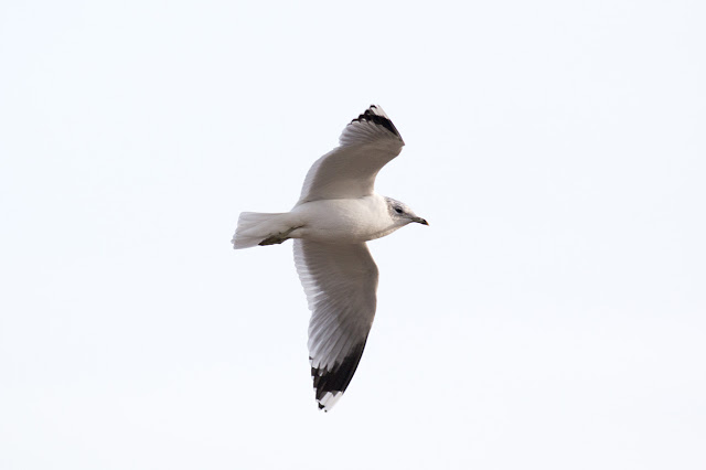 Common Gull in Flight
