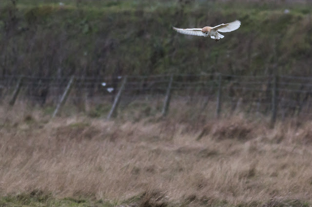Another of the Barn Owl, hovering