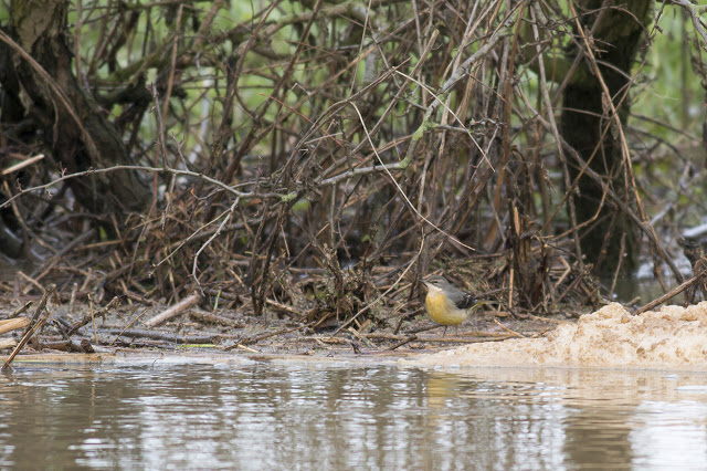 Grey Wagtail beside the river foam