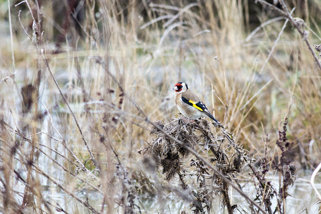 Goldfinch gathering seeds