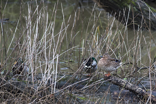 Female Mallard quacking