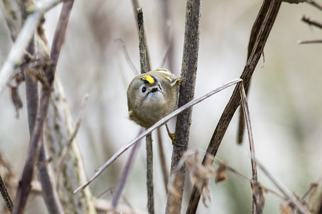 Coming in to see me - Goldcrest