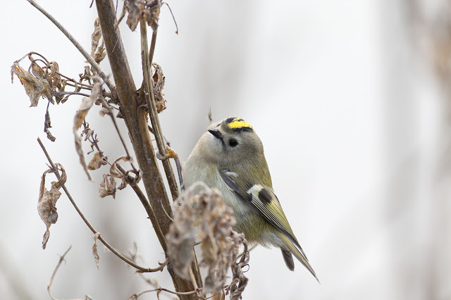 Up close and personal with a Goldcrest